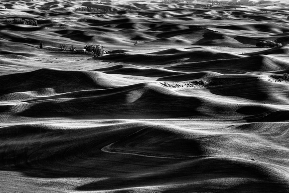 Palouse in Spring Black and White