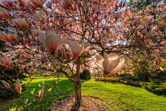 Manito Magnolia in Bloom