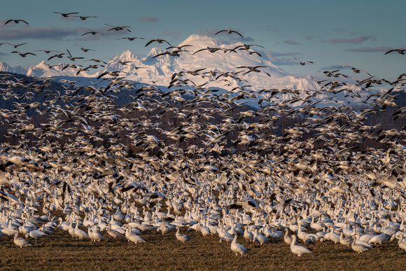 Snow Geese and Mount Baker