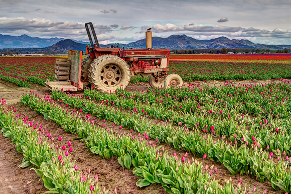 Tractor and Tulips