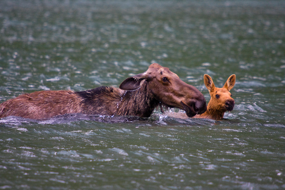 Moose and baby Swiming