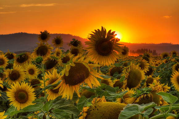 Sunflower Sun Rays