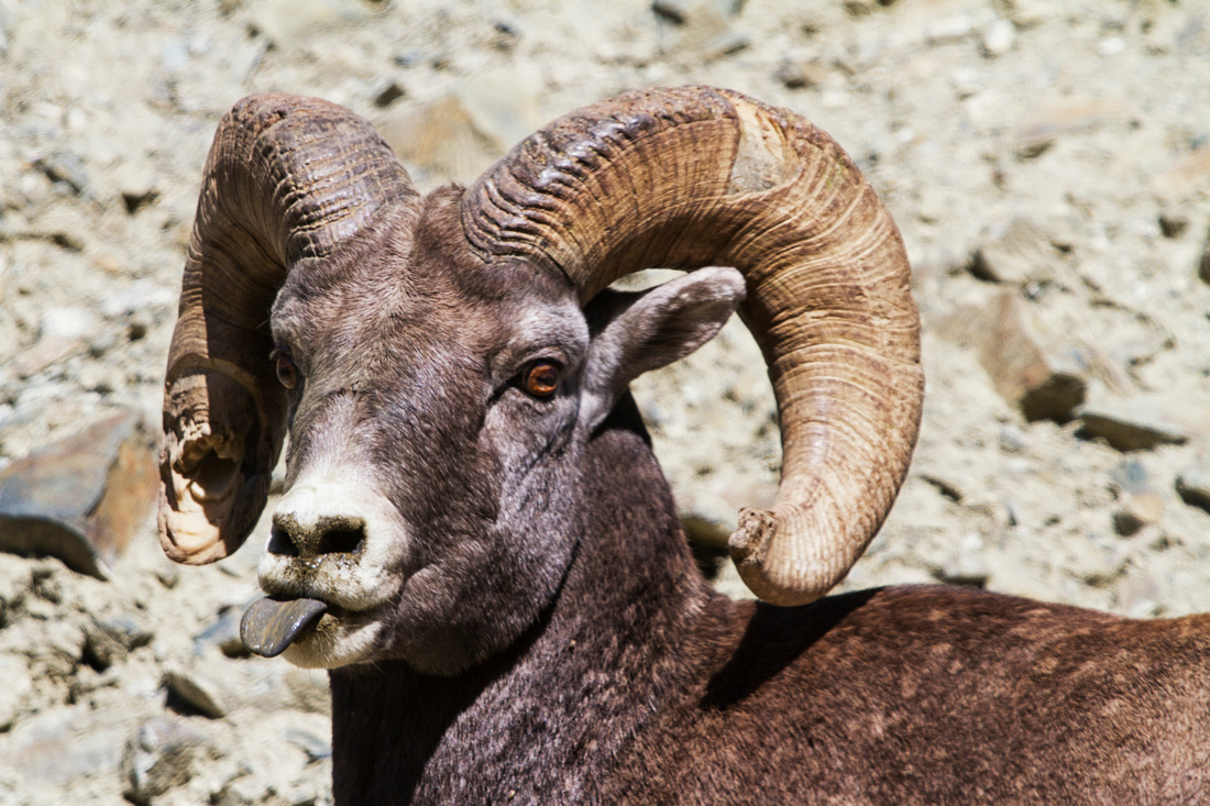 Wildlife, Bighorn Sheep, Ram, Animal