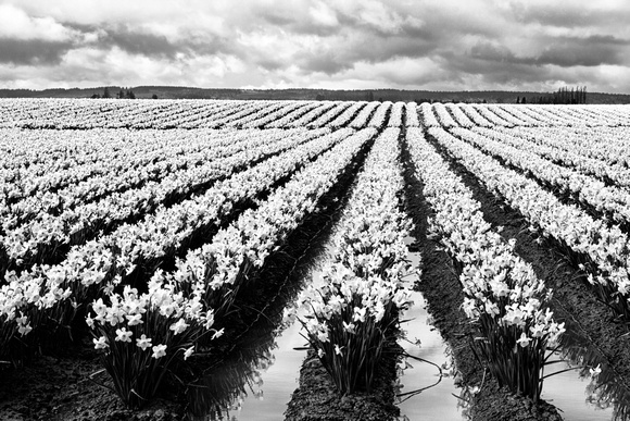 Daffodil Fields II