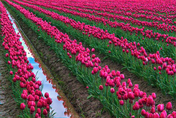 Rows of Kung Fu Tulips