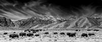 Roaming Bison in Black and White