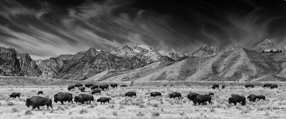 Roaming Bison in Black and White