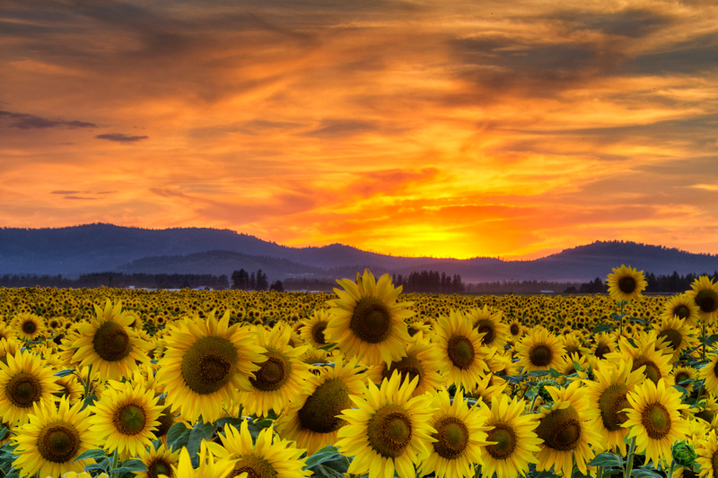 Mark Kiver Photography Washington State Sunflower Sunset