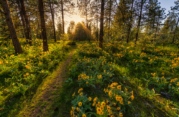 Path to the Golden Light