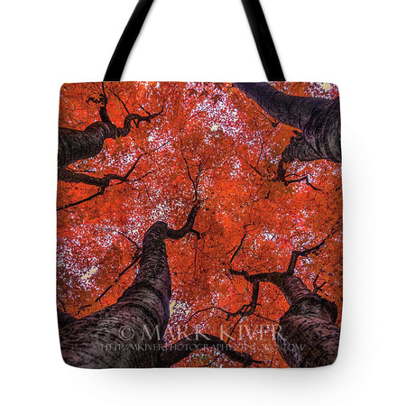 Maple Trees in Autumn