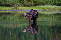 Moose Drinking in Lake
