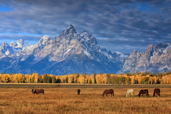 Sunrise Grazing