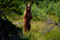 Standing Bear