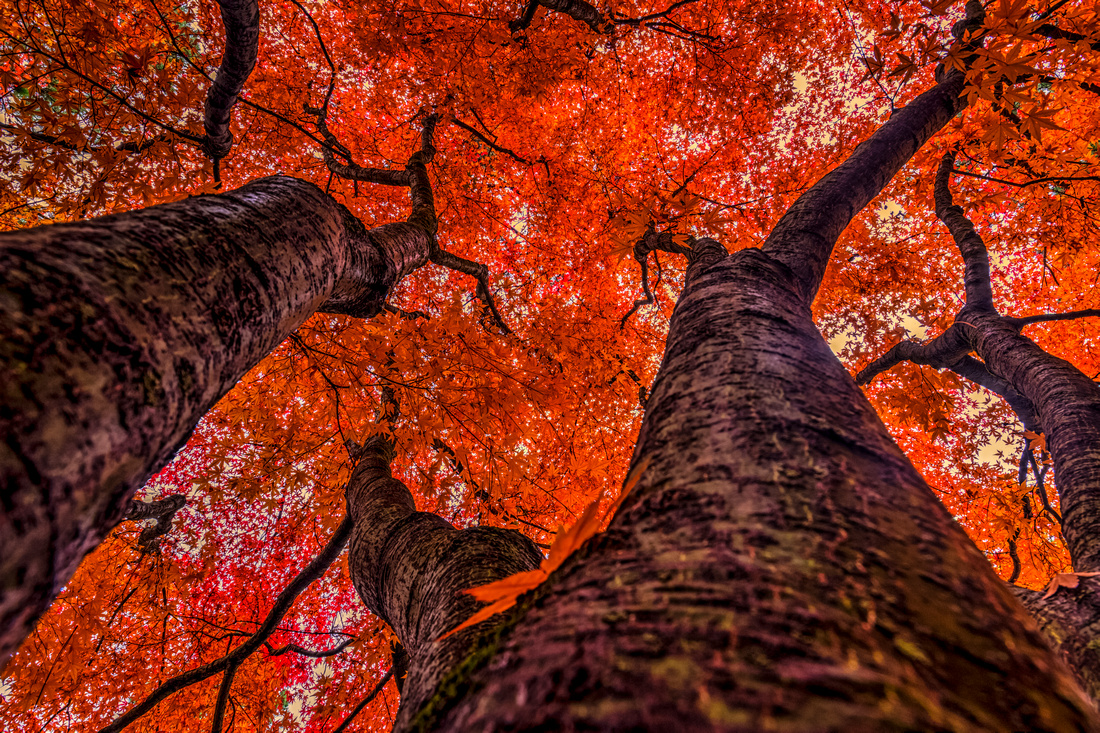 Nishinomiya Japanese Garden - Autumn Trees 2