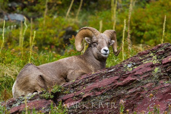 Bighorn laying down