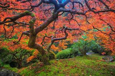 Portland Japanese Maple