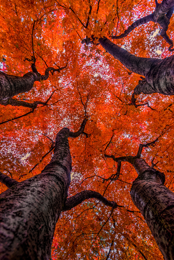 Nishinomiya Japanese Garden - Autumn Trees